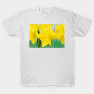 Narcissus  &#39;Standard Value&#39;   Division 1  Trumpet Daffodil T-Shirt